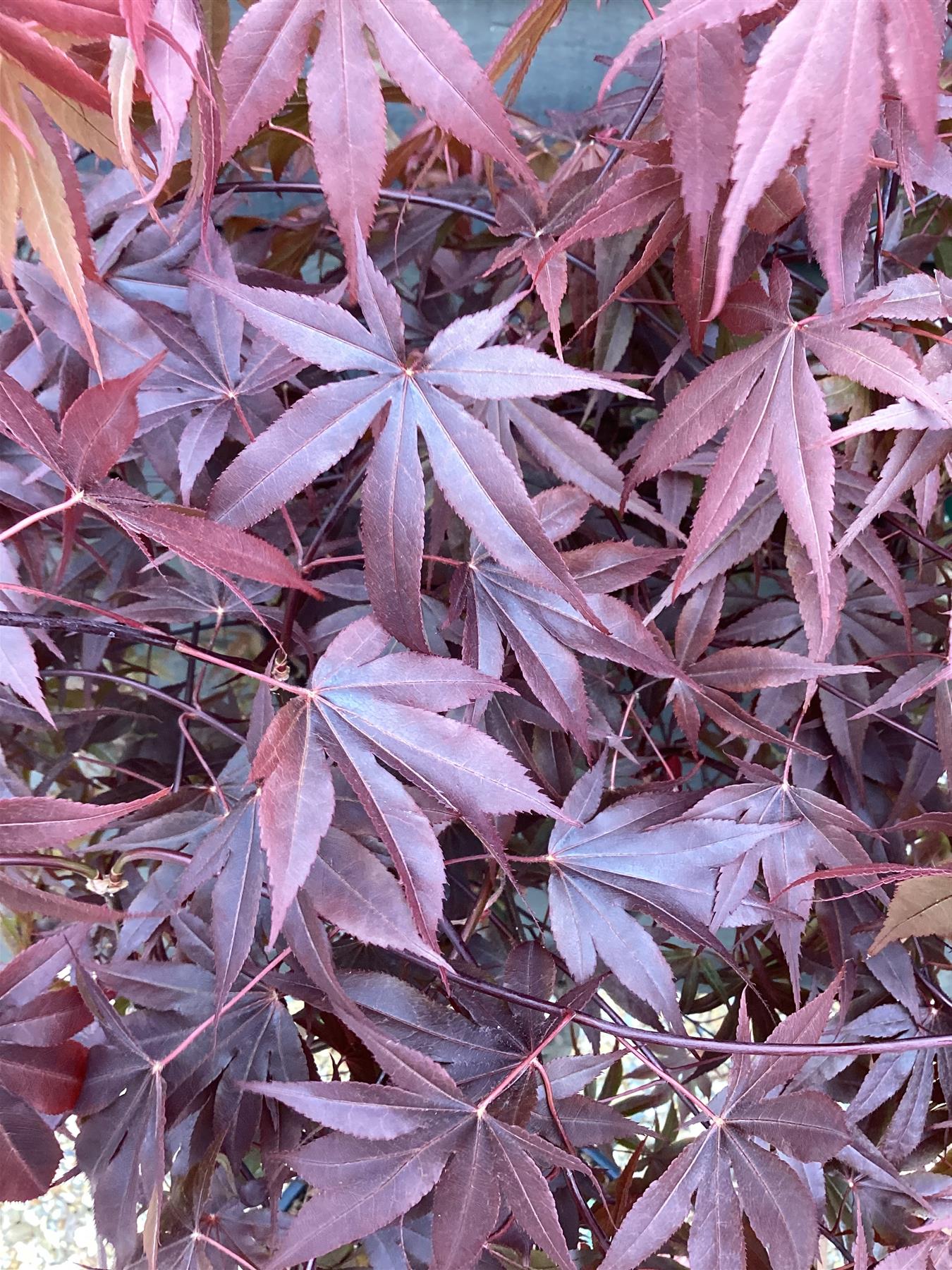 Acer palmatum 'Bloodgood' | Japanese maple 'Bloodgood' - Height 160-200cm - 20-25lt