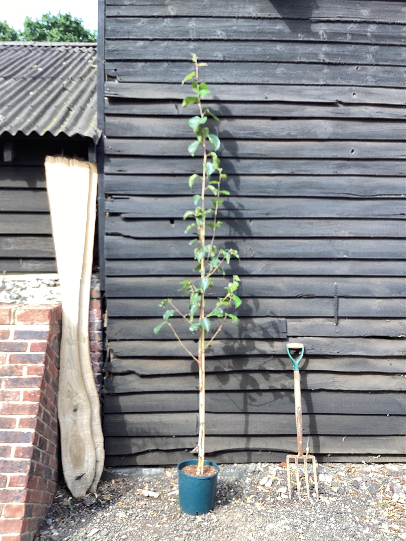 Betula utilis Grayswood Ghost 1/2 std Clear Stem | Himalayan birch 'Grayswood Ghost'  - 180-200cm, 15lt