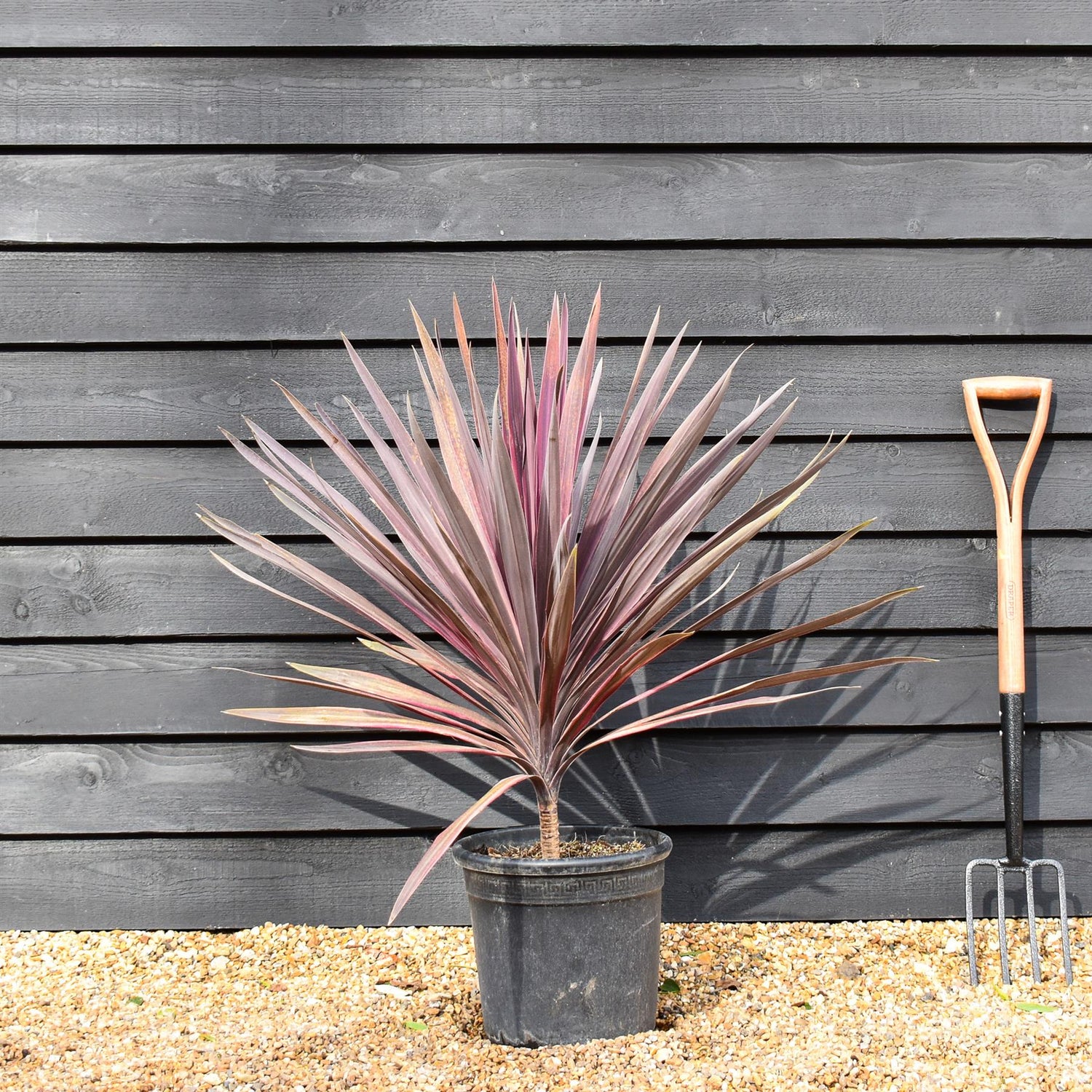 Cordyline australis 'Paso Doble' | Cabbage Palm Purple Creamy - Stem 10-20cm - Height 70-80cm - 15lt