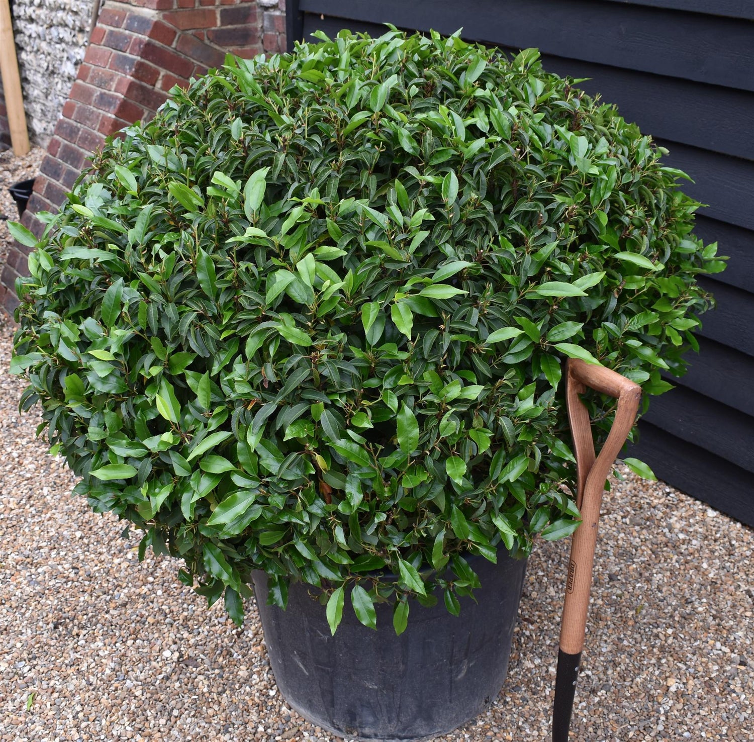 Portuguese Laurel Ball - Large and Dense | Prunus lusitanica 'Angustifolia' Ball - Height 90-110cm - Width 90-110cm - 130lt