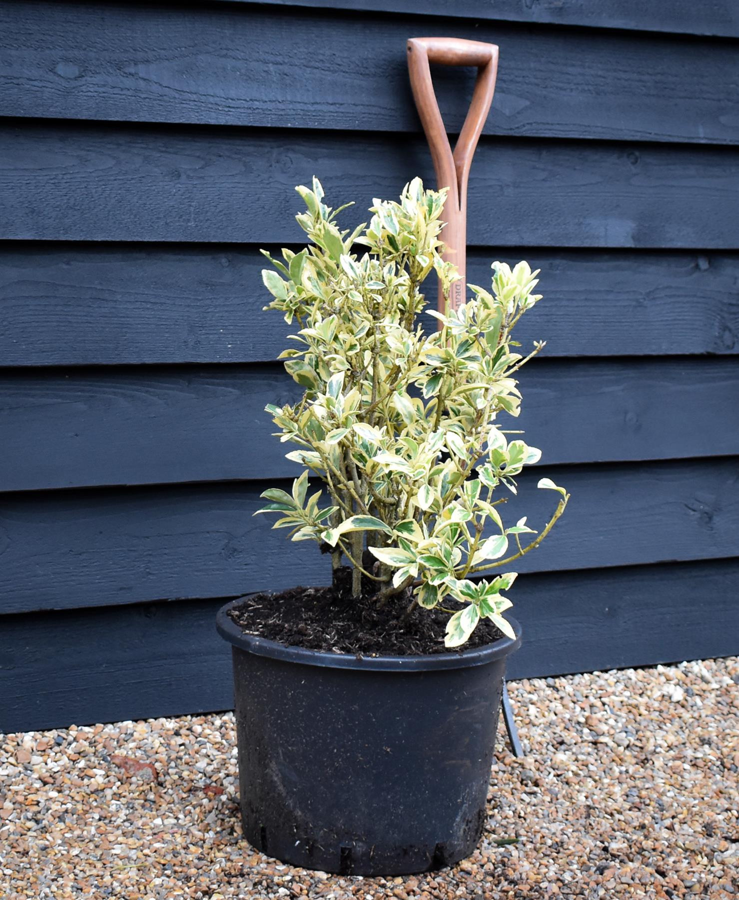 Euonymus Japonicus 'Bravo' - 80/120cm, 15lt