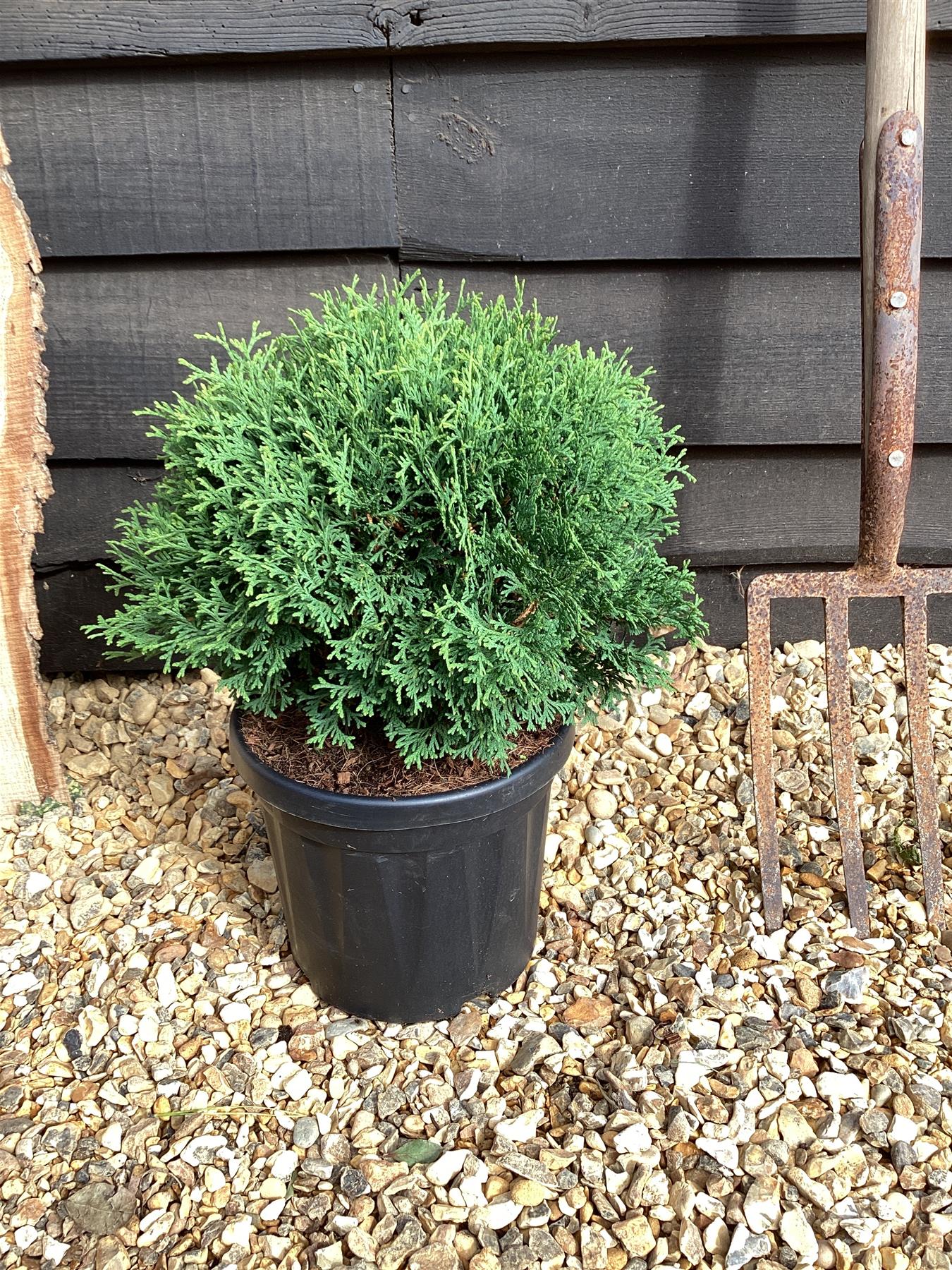 Thuja occidentalis 'Tiny Tim' | White cedar ‘Tiny Tim’ - 20-30cm, 5lt