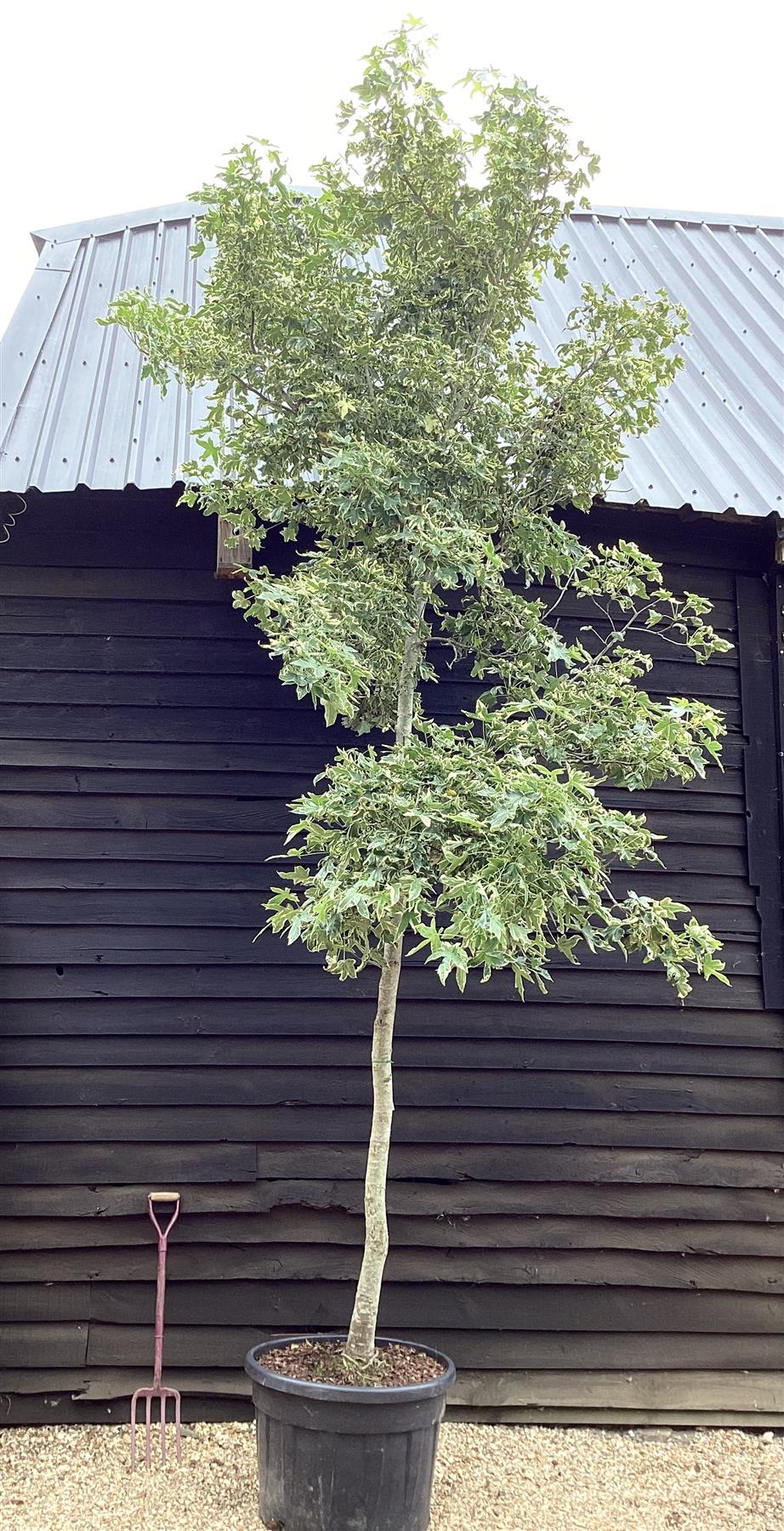 Liquidambar styraciflua 'Albomarginata' | Sweet Gum 'Silver King' | Mature |- 380-420cm - 120lt