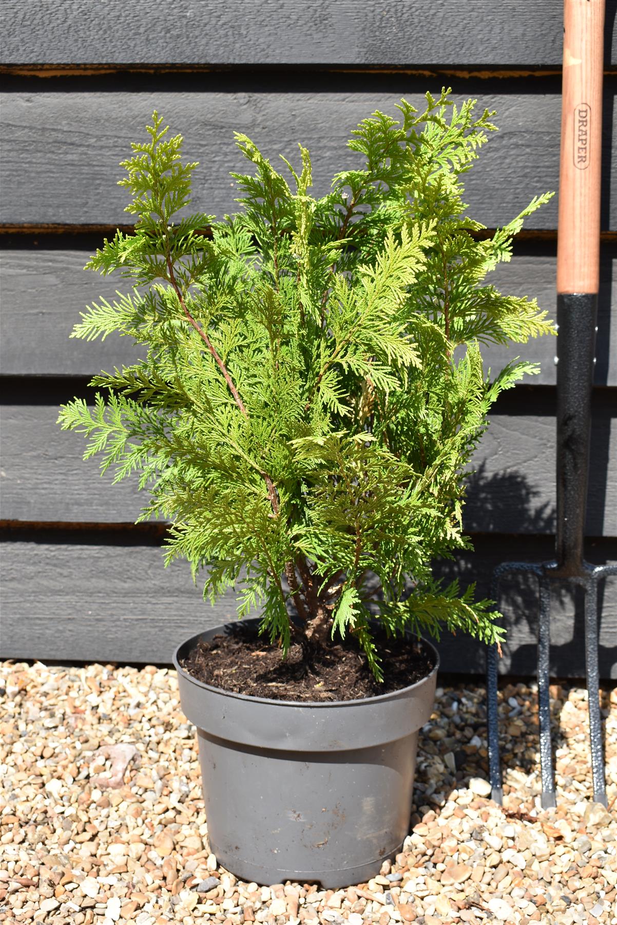 Chamaecyparis lawsoniana 'Ivonne' | False cypress 'Ivonne' - 2lt