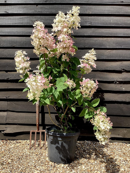 Hydrangea paniculata Pinky-Winky - 30lt