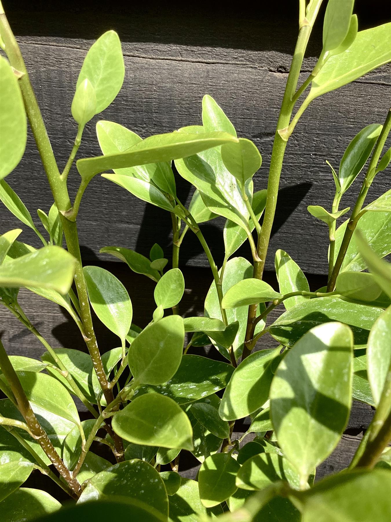 Griselinia littoralis - Shrub -  60-90cm - 5lt