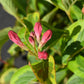 Weigela Florida Varigata - 30-70cm - 5lt