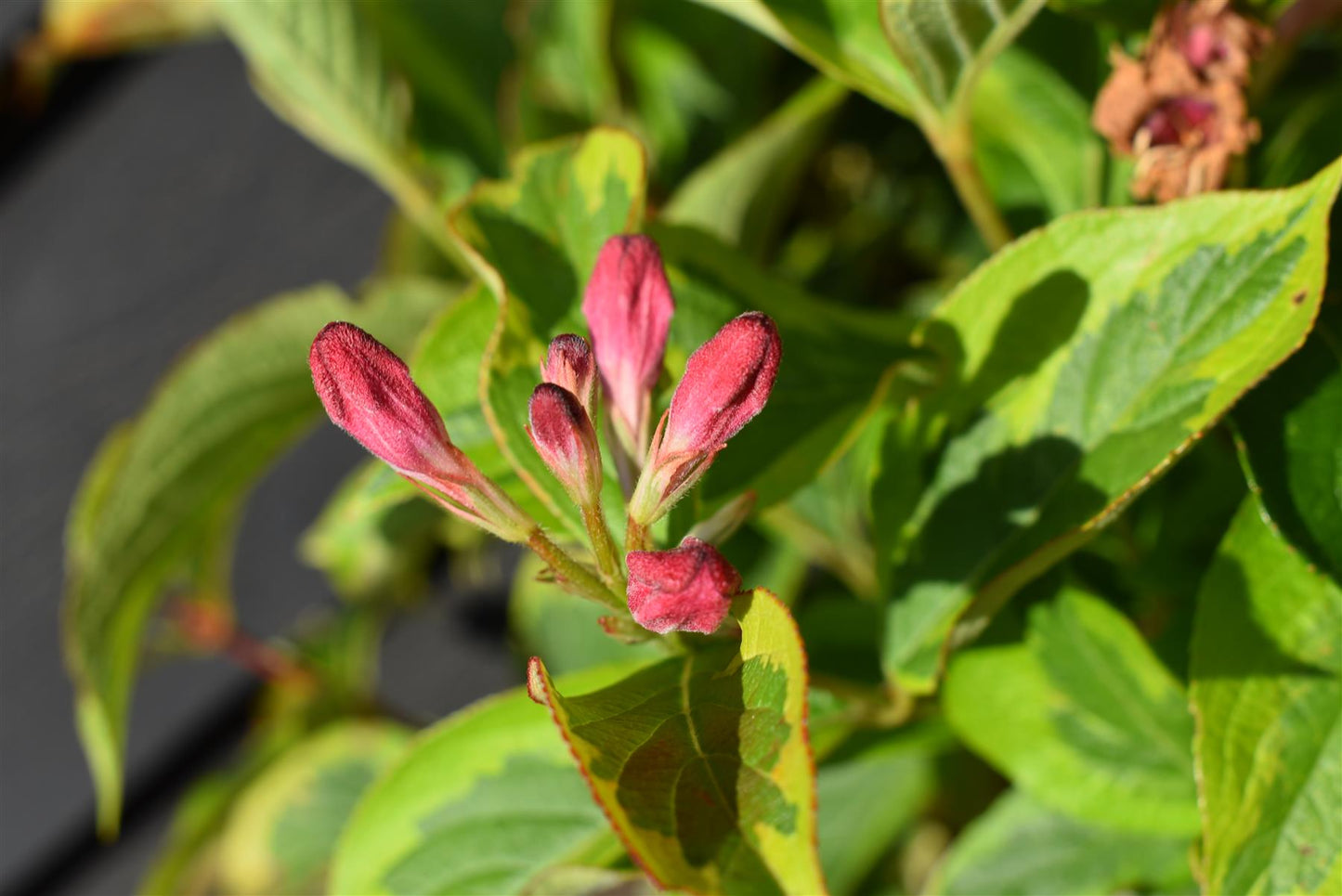 Weigela Florida Varigata - 30-70cm - 5lt