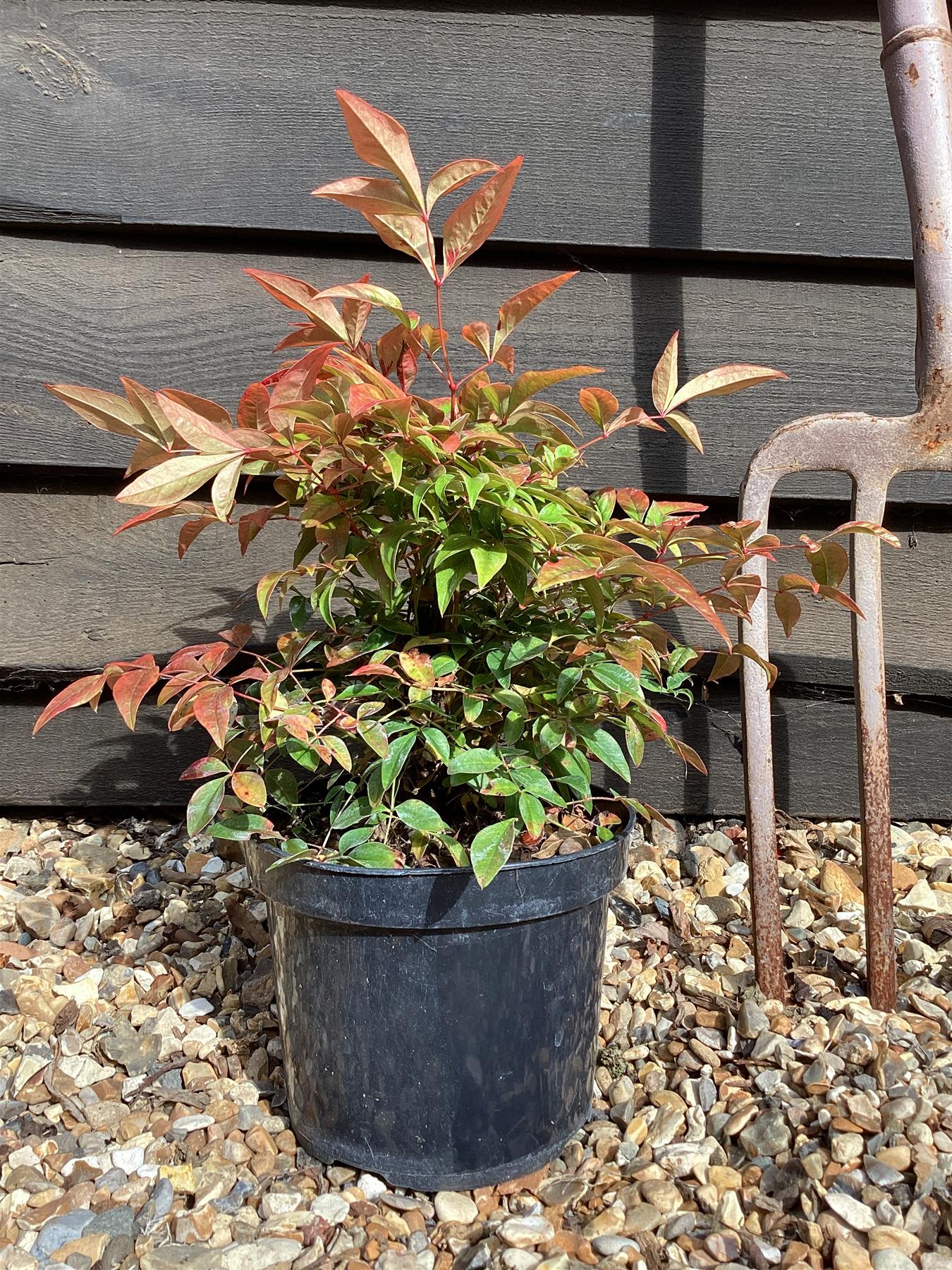 Nandina domestica Obsessed | Heavenly Bamboo 'Seika' - 10-20cm - 3lt