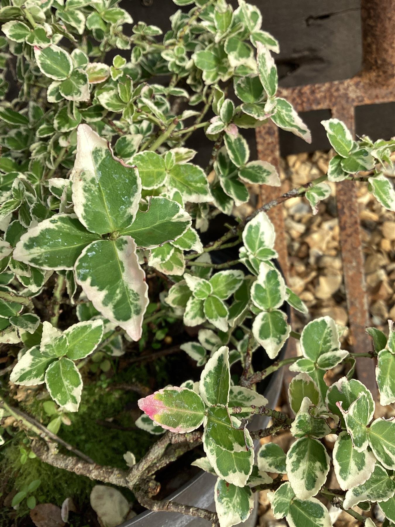 Euonymus Emerald N Gaiety - 60/80cm, 10lt