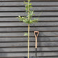 Quercus robur | English Oak - 2-3 year old - 120-160cm - 10lt