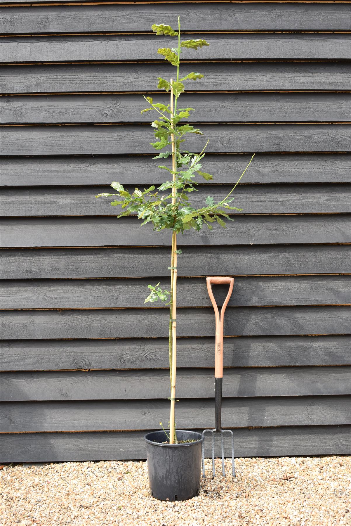 Quercus robur | English Oak - 2-3 year old - 120-160cm - 10lt