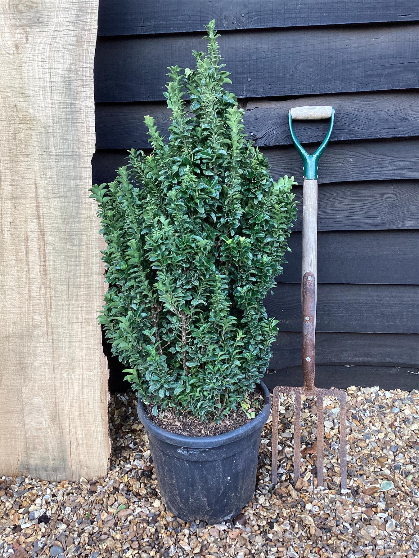 Euonymus japonicus 'Green Spire' - 135cm, 18lt