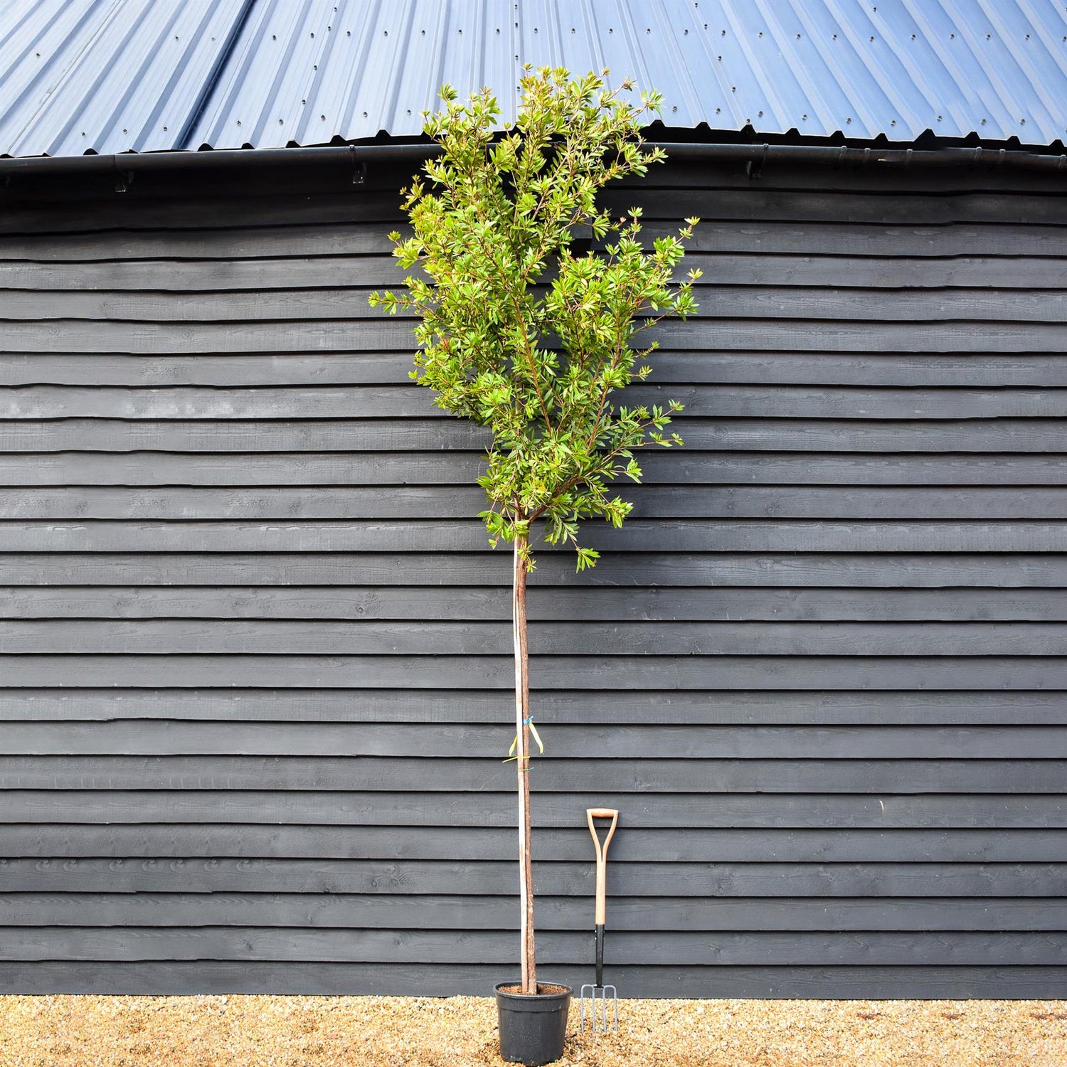 Callistemon citrinus | Standard - Clear Stem - Height 280-340cm - Girth 8-10cm - 20lt