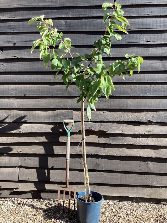 Cherry 'Stella' half-standard | Prunus avium - 140-150cm - 12lt