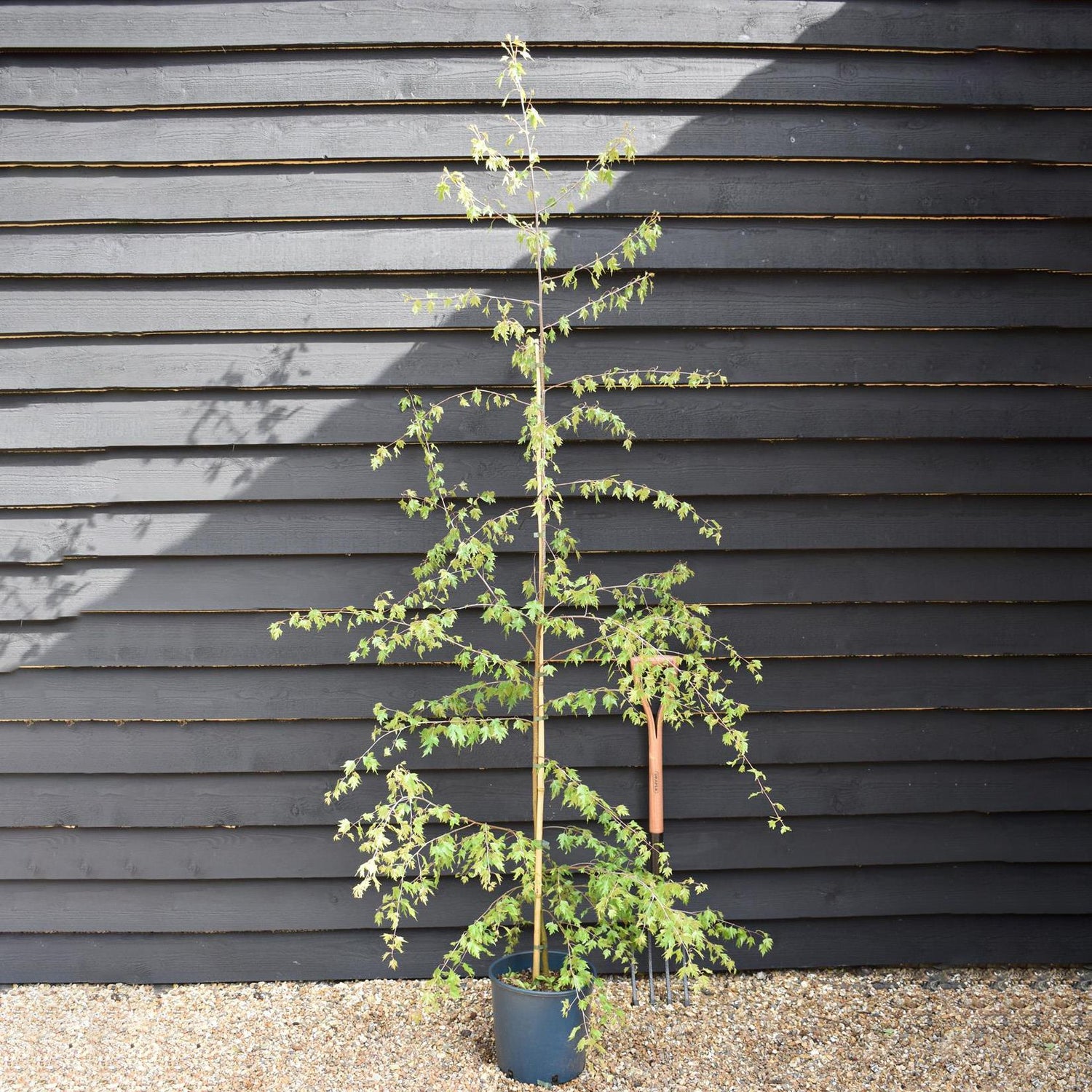 Silver Birch 'Dalecarlica' | Betula pendula - Height 200-220cm - 12lt