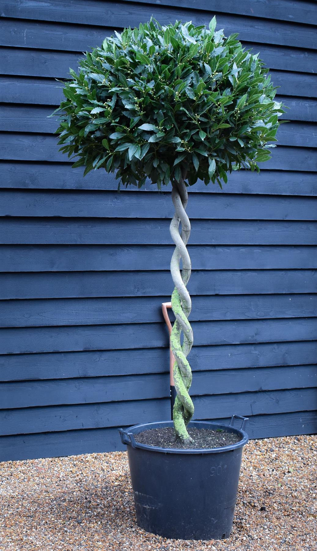 Laurus nobilis - Double Spiral - Standard - Height 180cm - Stem Height 110cm - Crown Width 80cm - 90lt