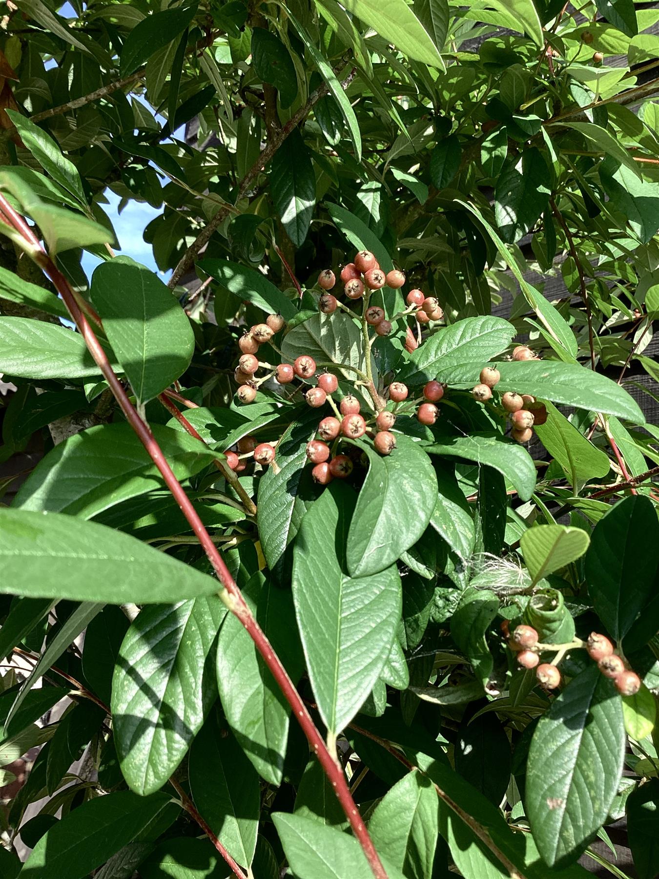 Cotoneaster Frigidus 'Cornubia' - 90lt