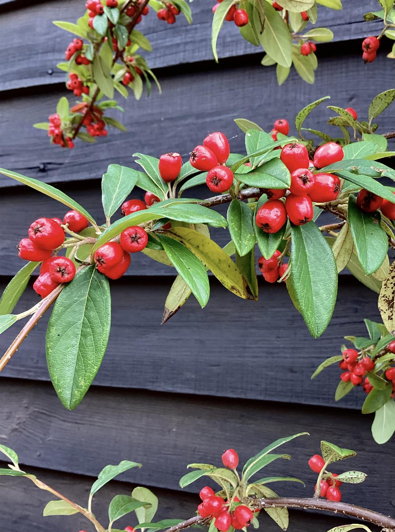 Cotoneaster 'Hybridus Pendulus' | Weeping Cotoneaster - 150-180cm, 10lt