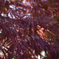 Acer palmatum 'Garnet' | Garnet Japanese Maple - Girth 34cm - 350-360cm - 600lt