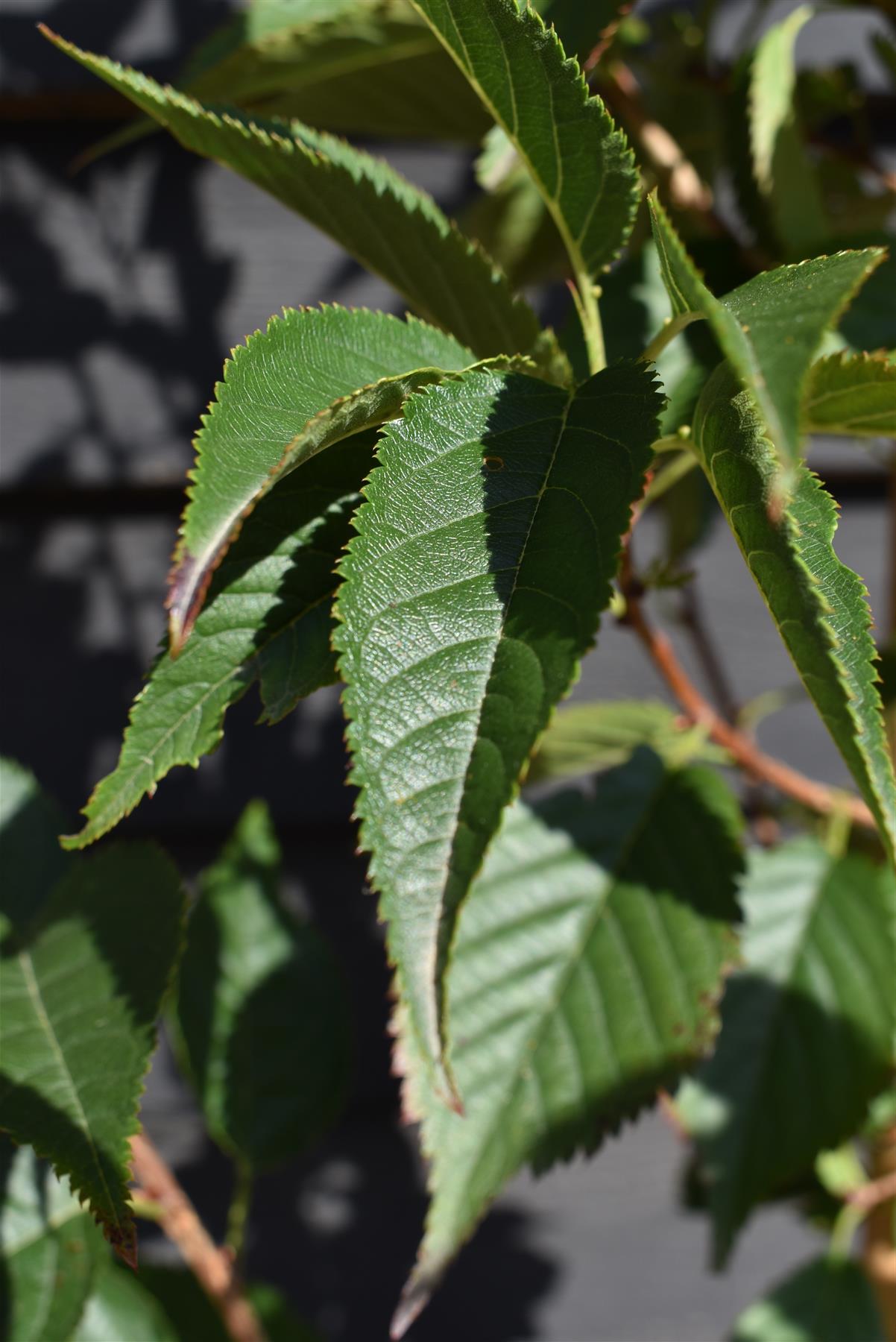 Prunus First Blush - Height - 170-190cm - 12lt