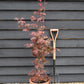 Acer palmatum 'Skeeters Broom' | Japanese maple 'Phoenix' - Narrow - 100-150cm - 15lt