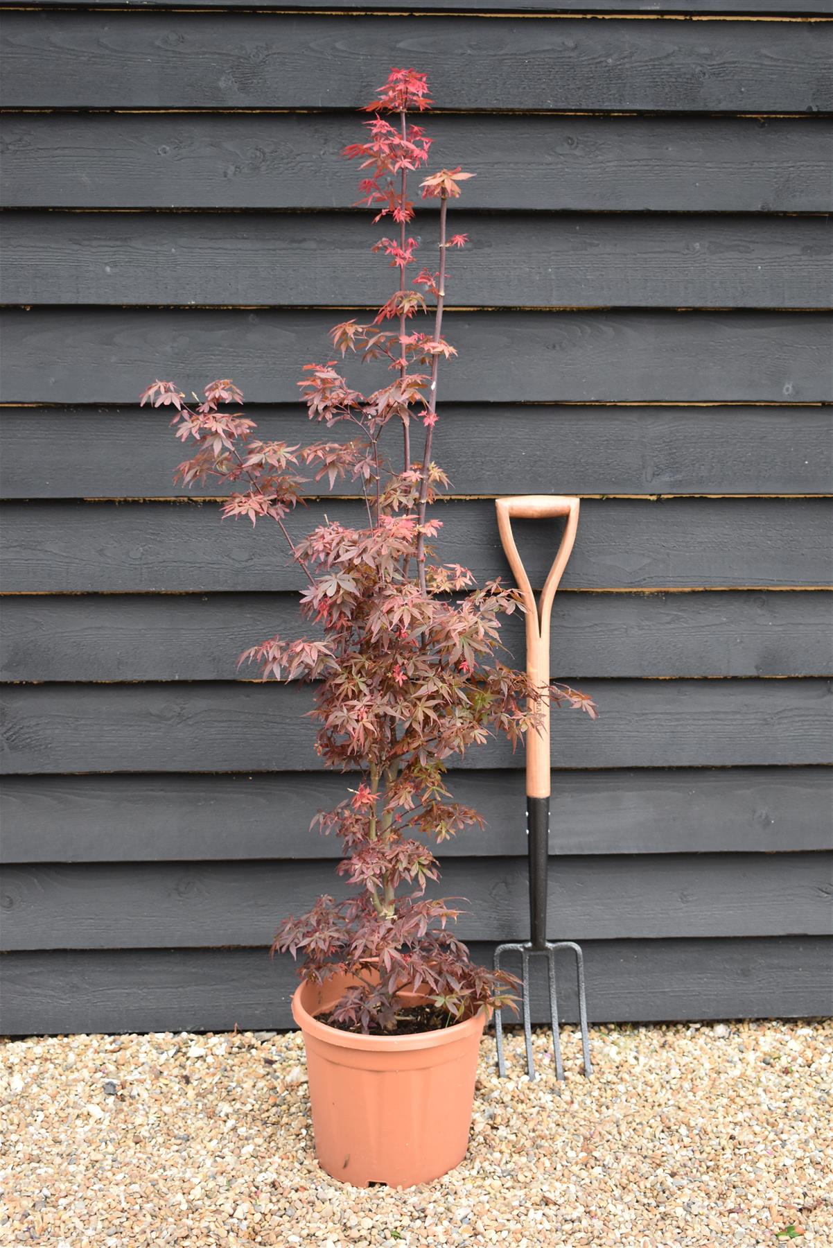 Acer palmatum 'Skeeters Broom' | Japanese maple 'Phoenix' - Narrow - 100-150cm - 15lt