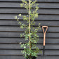 Holm Oak | Evergreen Oak | Quercus ilex - Height 120-140cm -  2-3 years old - Pot Grown - 10lt