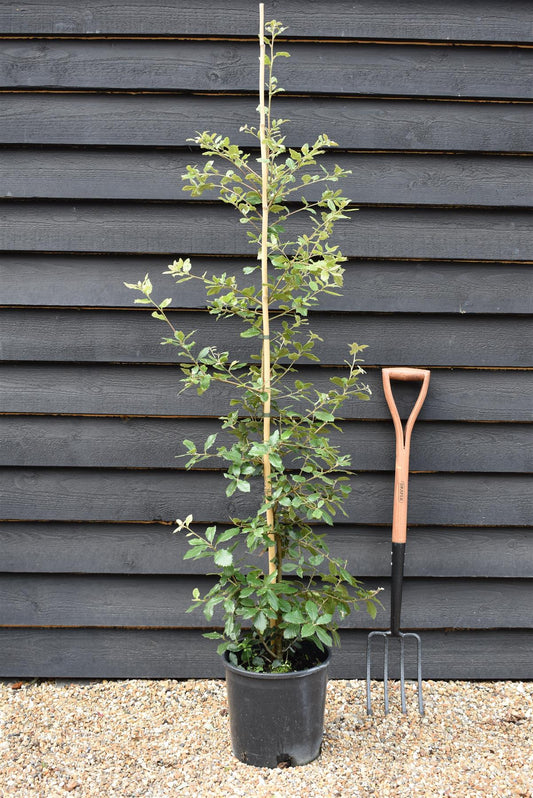 Holm Oak | Evergreen Oak | Quercus ilex - Height 120-140cm -  2-3 years old - Pot Grown - 10lt