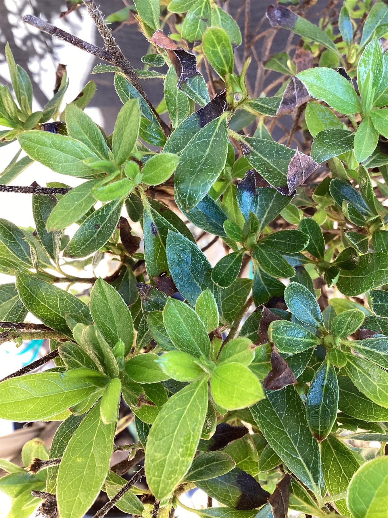 Azalea Japonica | Rhododendron - PONPON - 120cm, 20lt