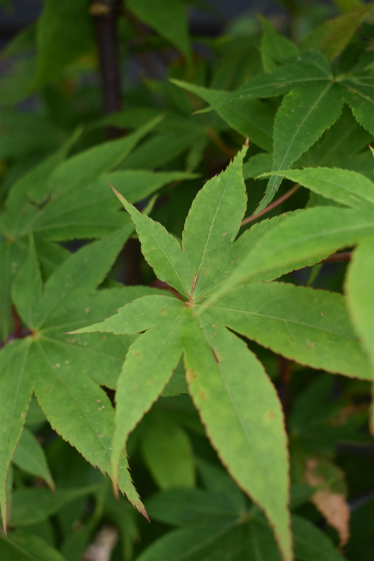 Acer palmatum 'Osakazuki' | Japanese Maple - Bushy - 240-260cm - 35lt