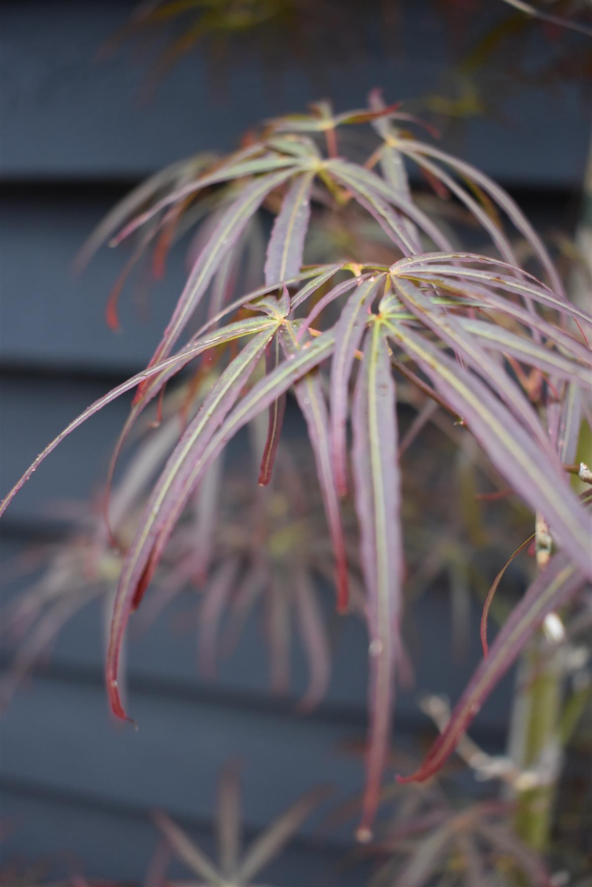 Acer palmatum 'Scolopendriifolium Atropurpureum' | Bamboo-Leaf Japanese Maple - 50-70cm, 10lt