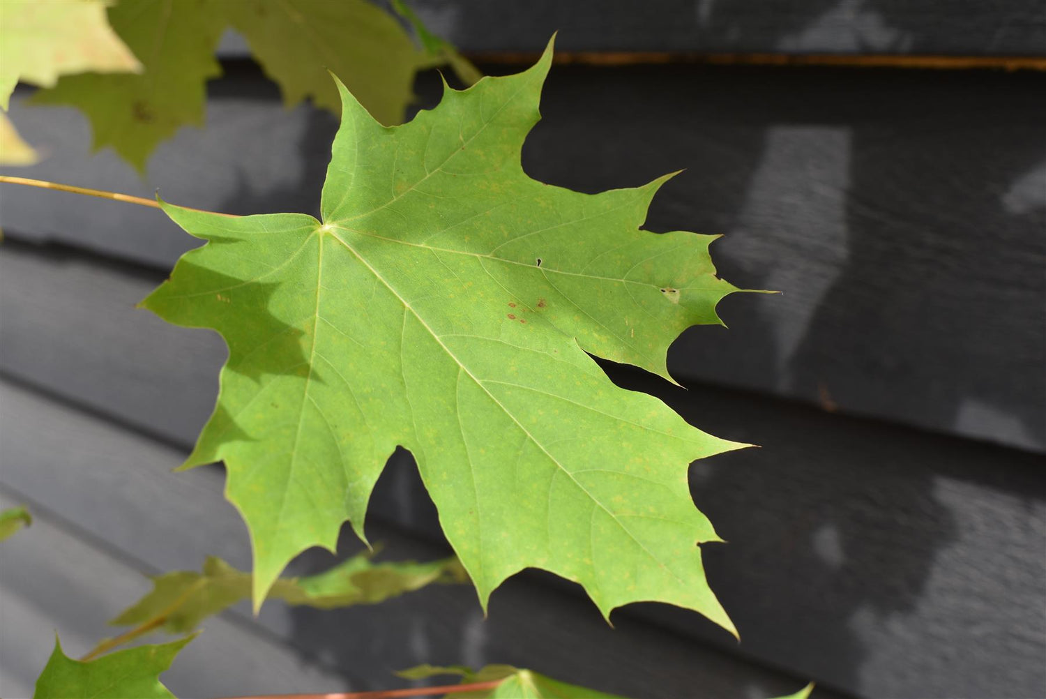 Acer Platanoides  | Norway Maple - Height 240-260cm - 30lt