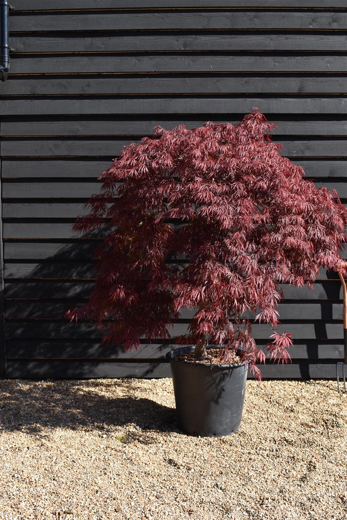 Acer palmatum 'Crimson Queen' | Weeping Japanese Maple - 70lt