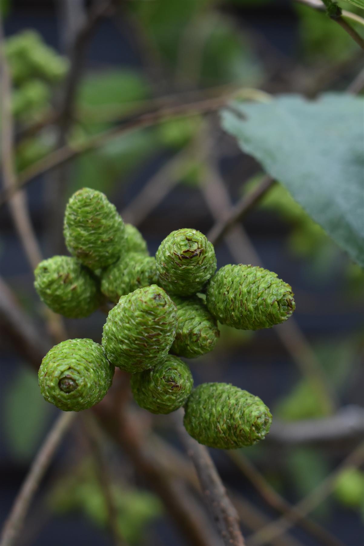 Alnus Incana - Grey Alder tree - Clear Stem - Standard - Girth 12-14cm - Height 380-400cm - 70lt