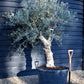 Olive Tree |Olea Europea - Specimen - Straight double branch - Trunk height 80cm - Height 200cm - Girth 56cm - 160lt