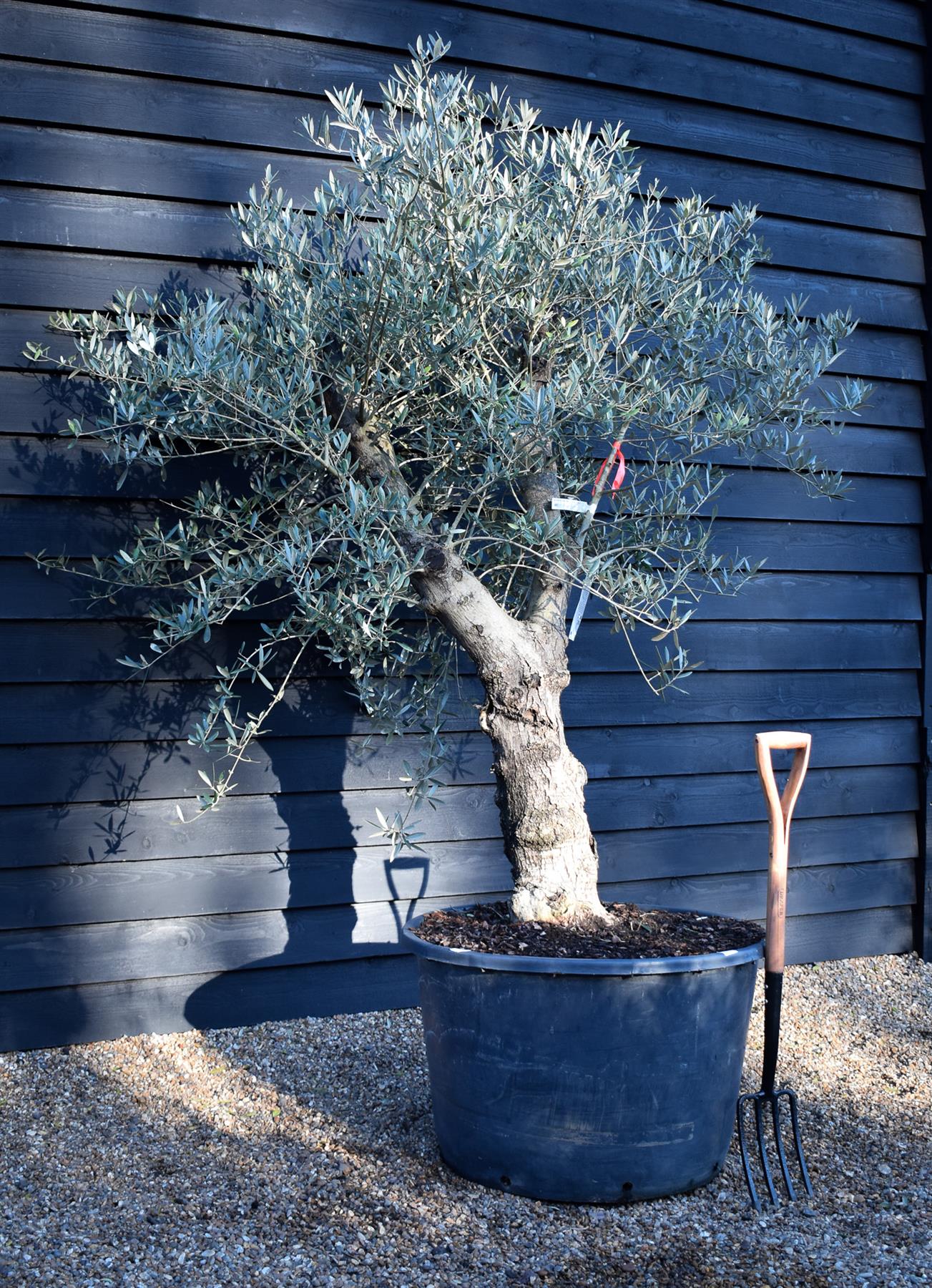 Olive Tree |Olea Europea - Specimen - Straight double branch - Trunk height 80cm - Height 200cm - Girth 56cm - 160lt