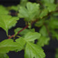 Crataegus Monogyna | Common Hawthorn - 180-200cm, 12lt