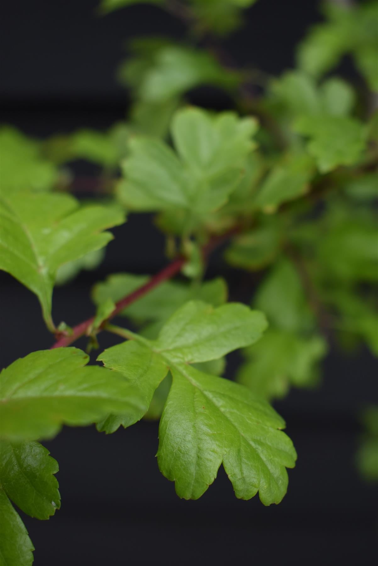 Crataegus Monogyna | Common Hawthorn - 180-200cm, 12lt