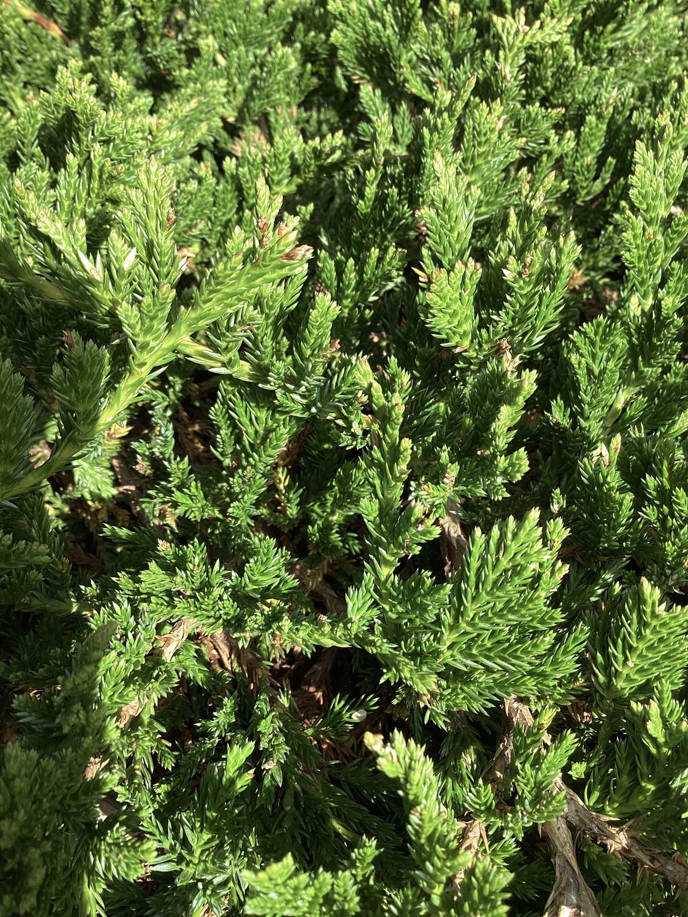 Juniperus horizontalis 'Prince of Wales' | Creeping Juniper - Ground covering - 8lt