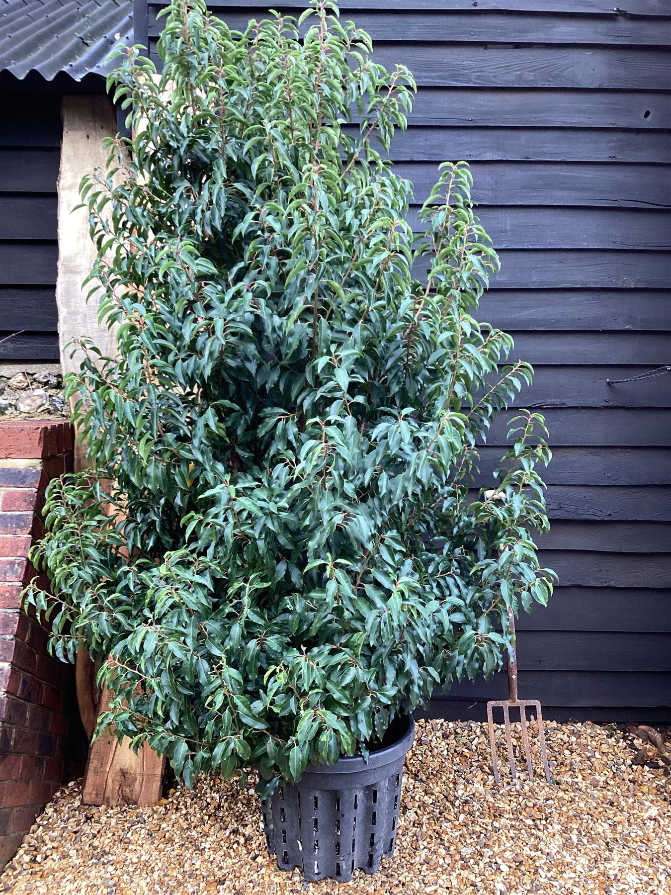 Prunus lusitanica 'Angustifolia' - 50lt