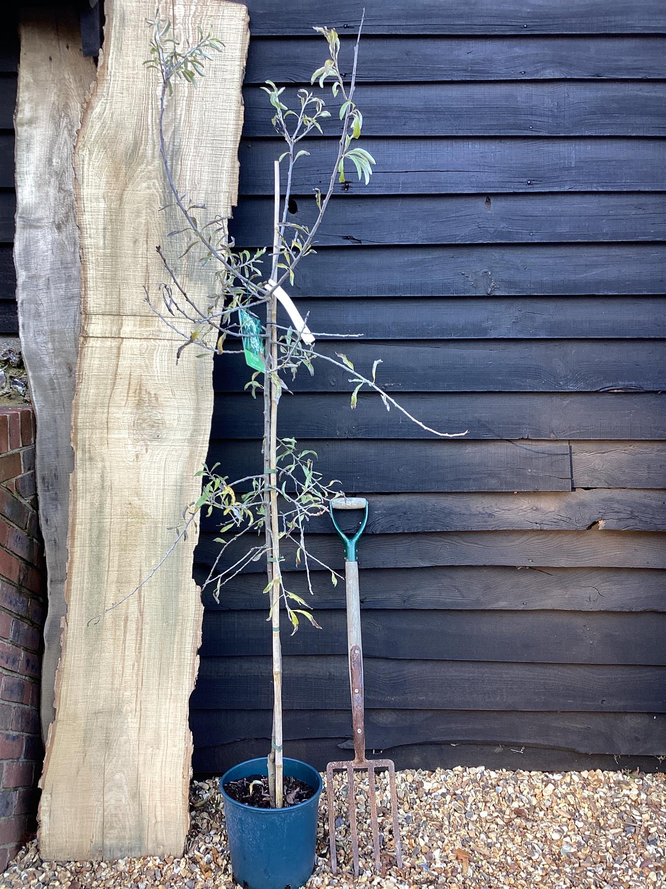 Pyrus salicifolia 'Pendula' - 200-250cm, 10lt