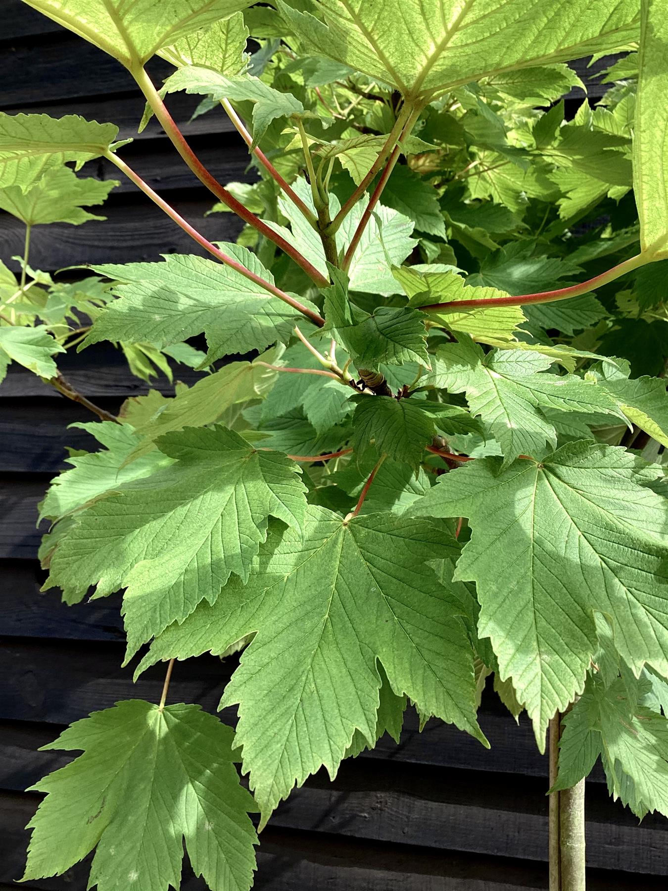 Acer pseudoplatanus 'Brilliantissimum' | Shrimp-Leaved Sycamore - 200-250cm, 20lt