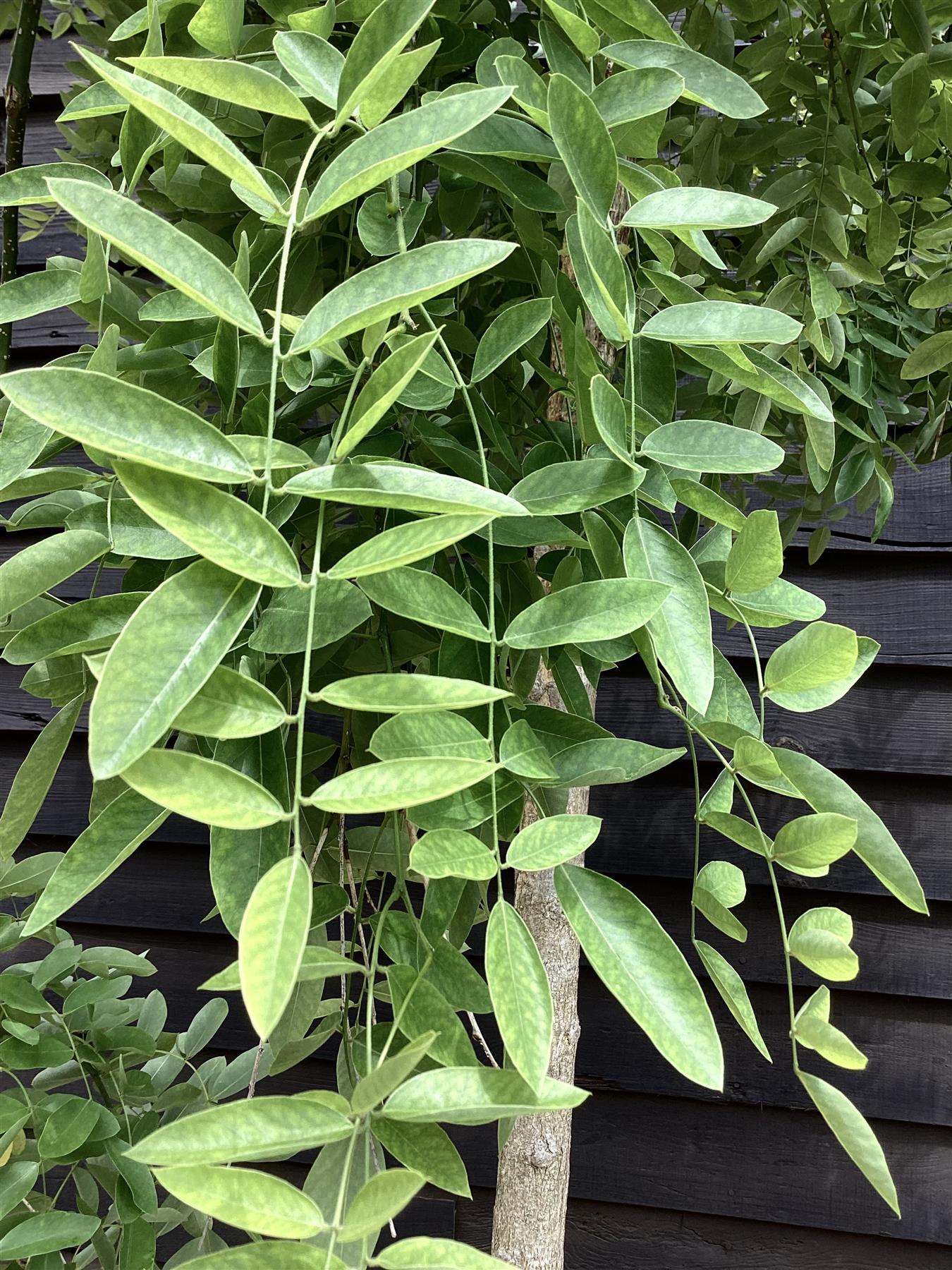 Sophora Japonica Pendula | Japanese pagoda tree - Clear Stem - Mature Tree - Girth 14-18cm - 290-300cm - 110lt