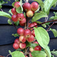 Crab apple | Malus Gorgeous  - 160-180cm - 12lt