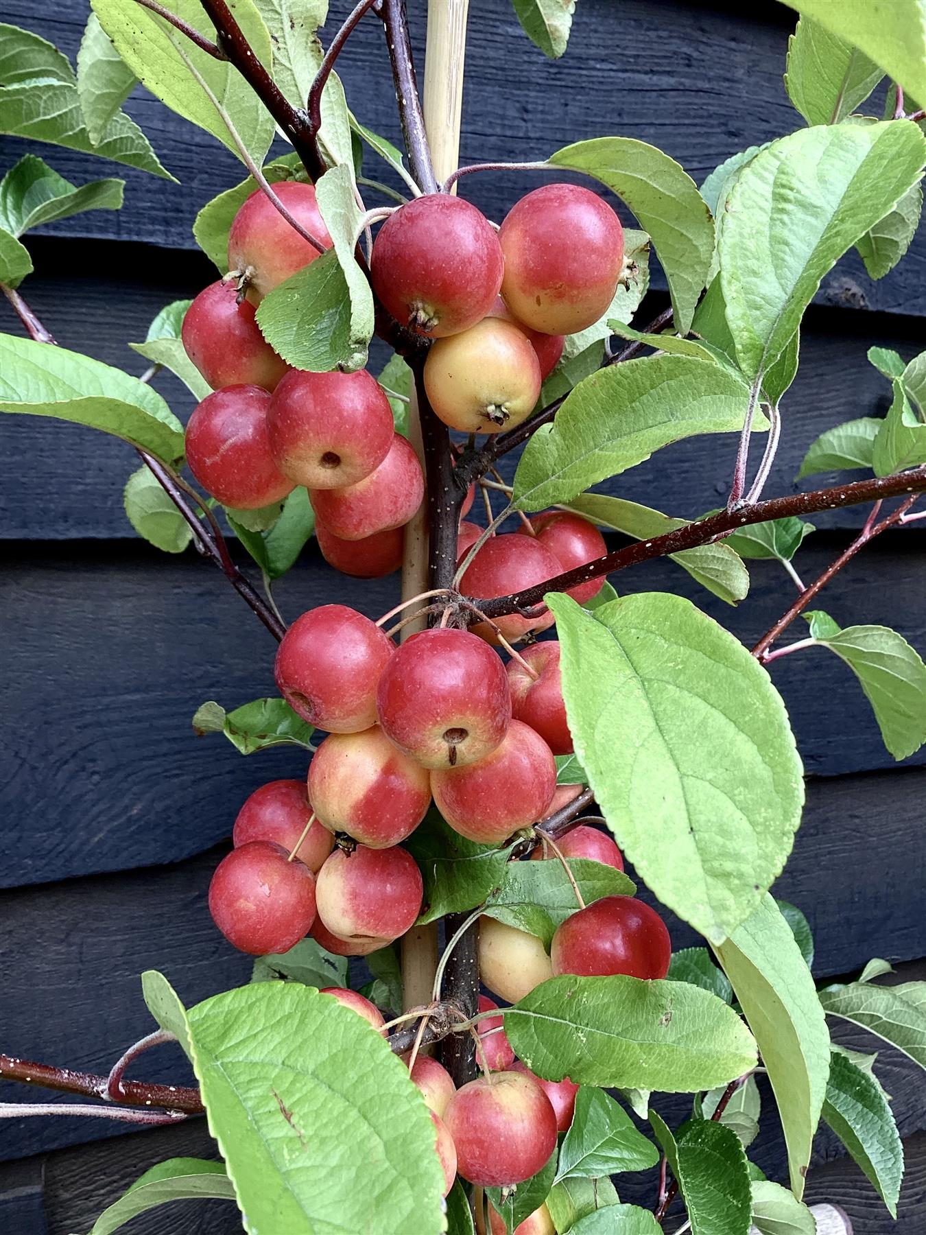 Crab apple | Malus Gorgeous  - 160-180cm - 12lt