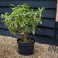 Rhododendron 'Golden Green Gift' - Shrub - Height 50-70cm - 10lt