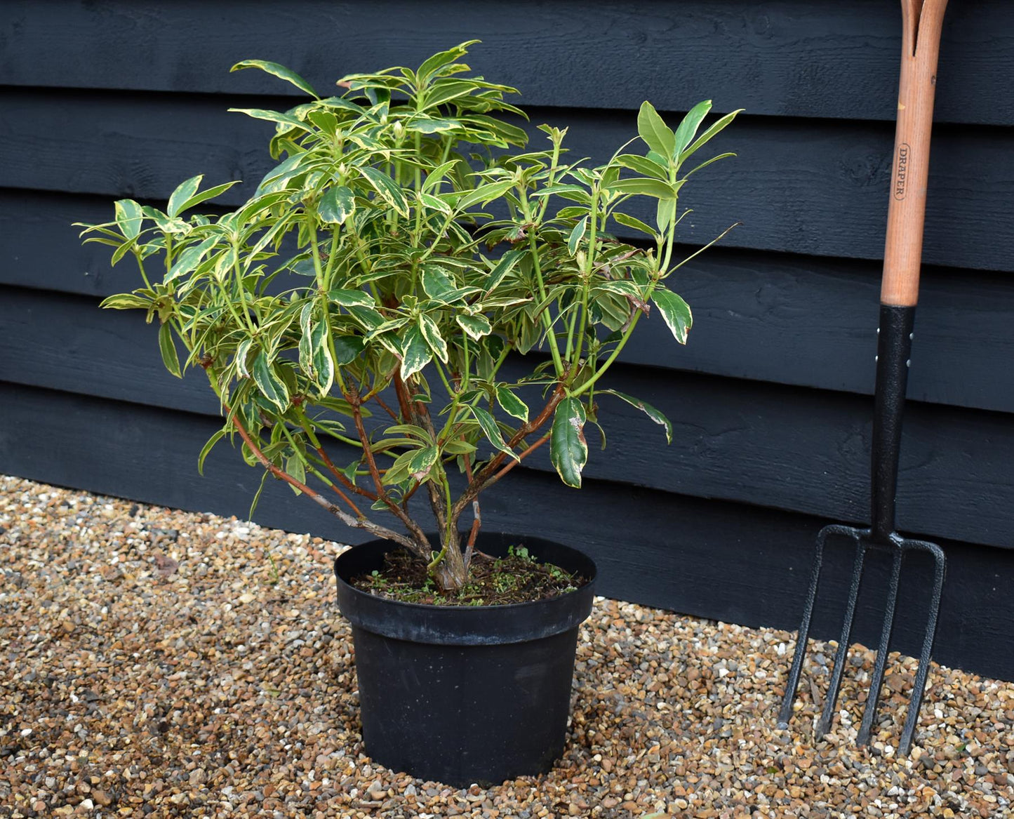 Rhododendron 'Golden Green Gift' - Shrub - Height 50-70cm - 10lt