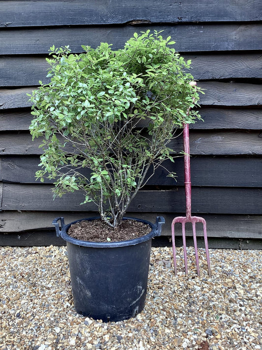 Pittosporum tenuifolium 'Golf Ball' - 80cm, 30lt