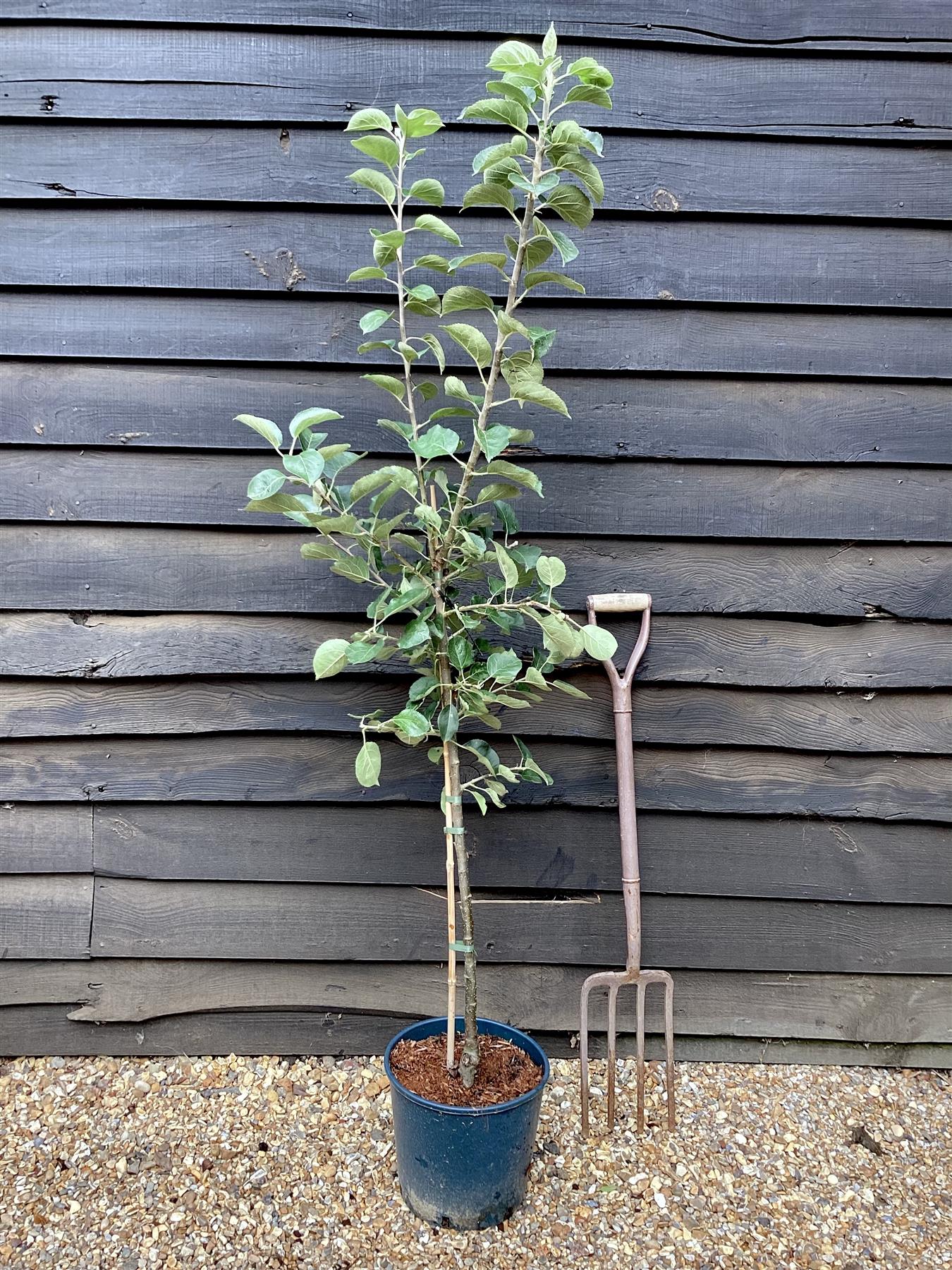 Apple tree 'Bramley's Seedling' | Malus domestica - MM106 - Semi-Dwarfing - 150-160cm - 10lt